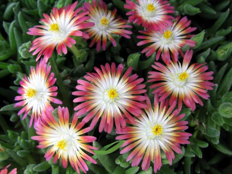 Delosperma 'Jewel of the Desert Ruby' (Ice Plant)